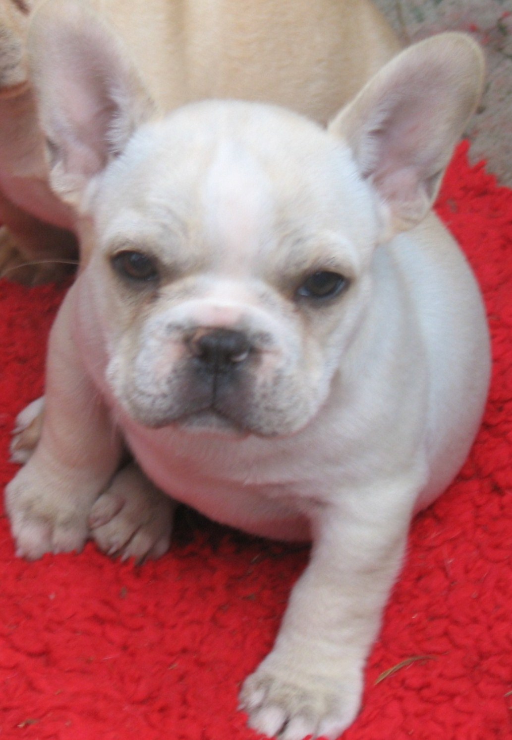 French Bulldog for sale in Northern California