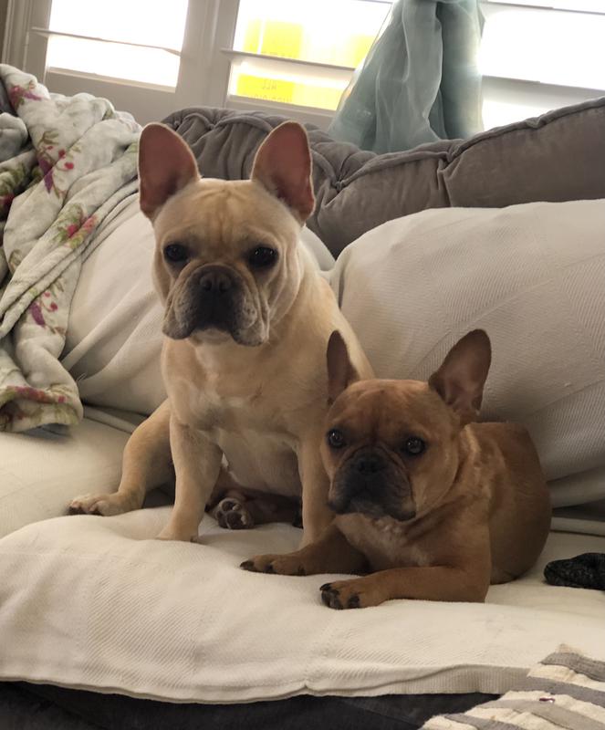 French Bulldog for sale in Northern California
