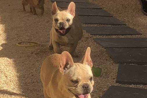 38 Best Images French Bulldog Breeders Northern California